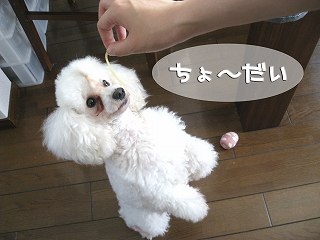 ちょうだい.jpg