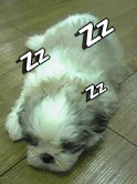 マルシー4.gif