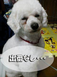 出番なし.jpg