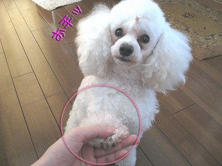 爪切りお手.jpg